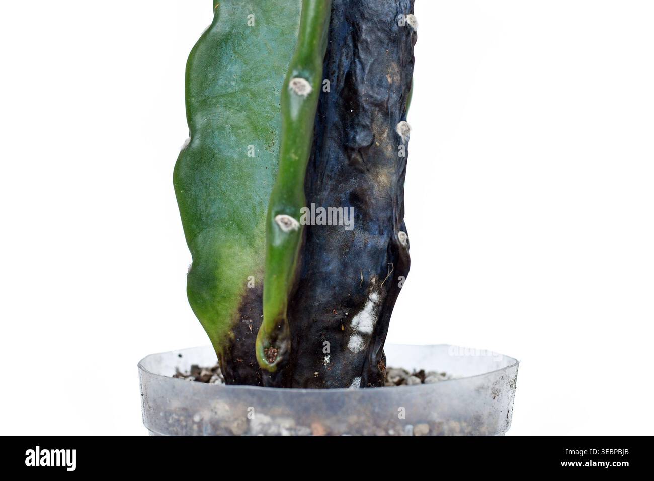 Sick cactus hi-res stock photography and images - Alamy
