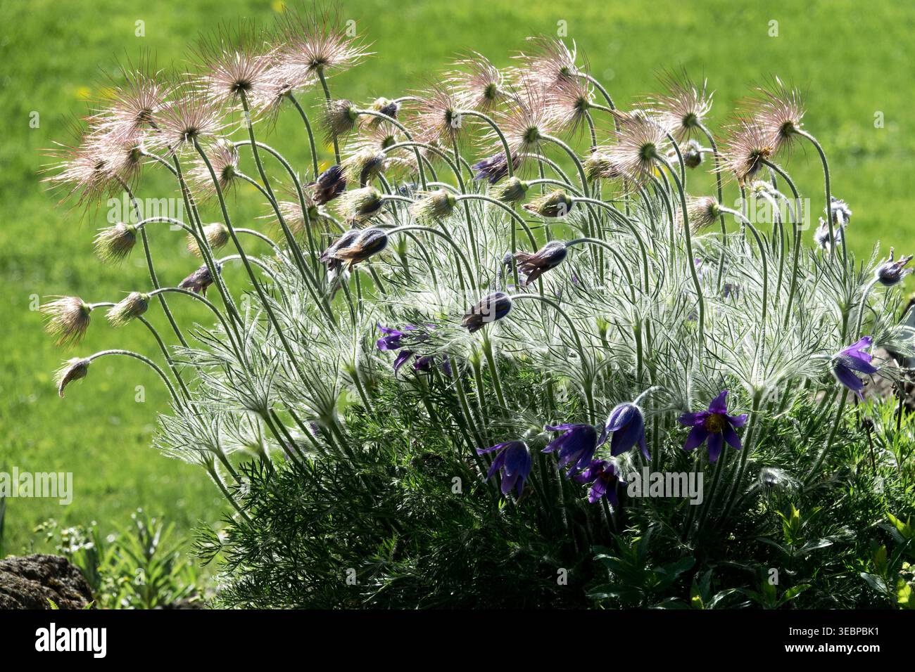 Seed heads pasque flower pulsatilla hi-res stock photography and images -  Alamy