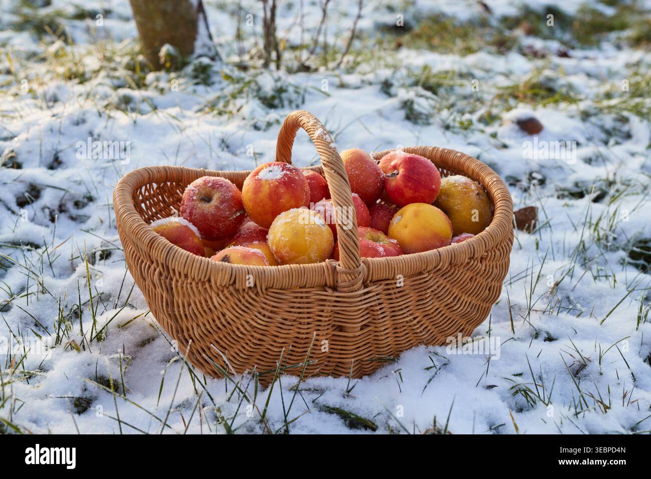 Domestic Apple (Malus domestica). A basket full of picked apples in a meadow in winter. Germany Stock Photo
