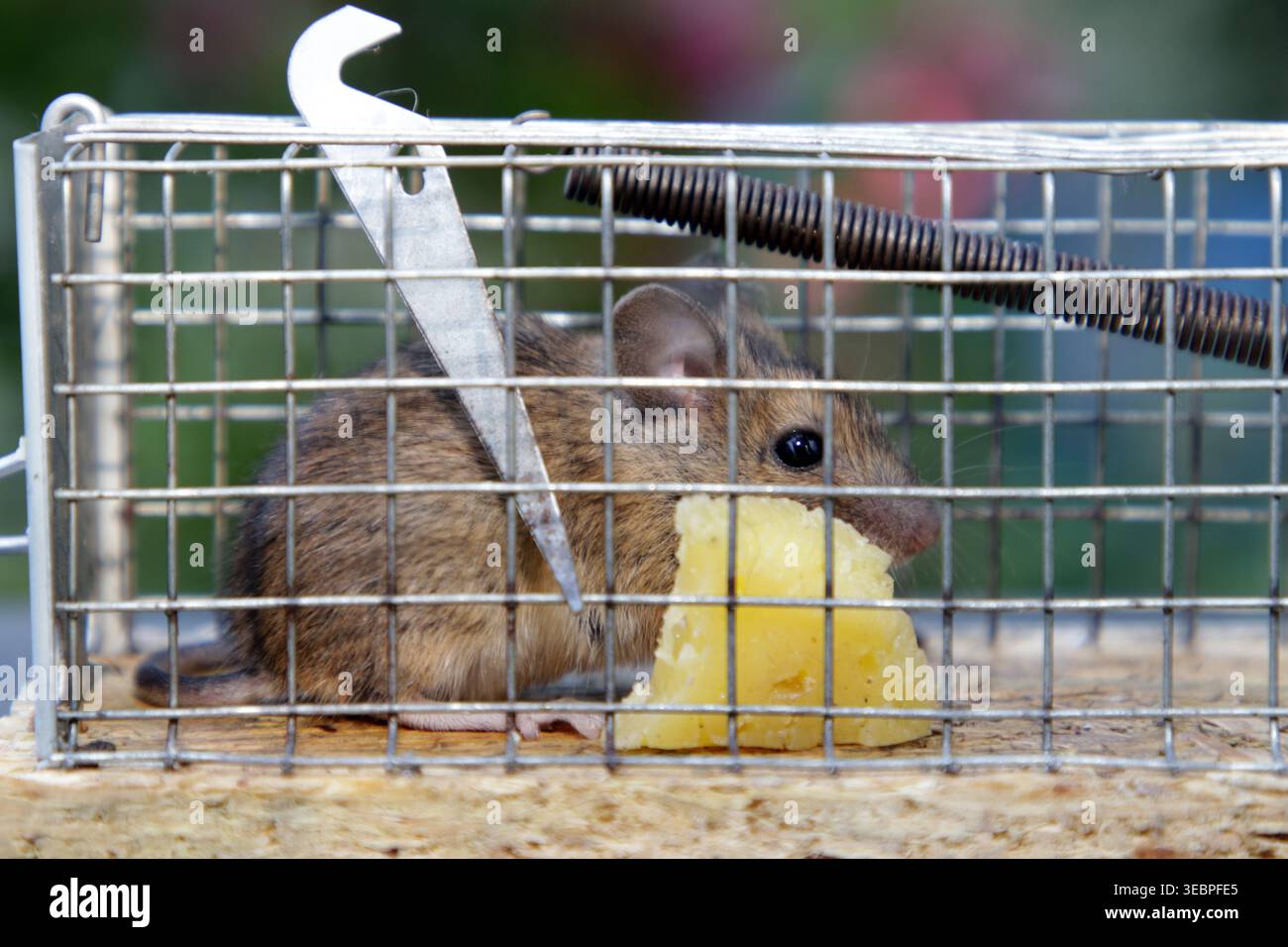 Mouse in a live-catch mousetrap. Stock Photo