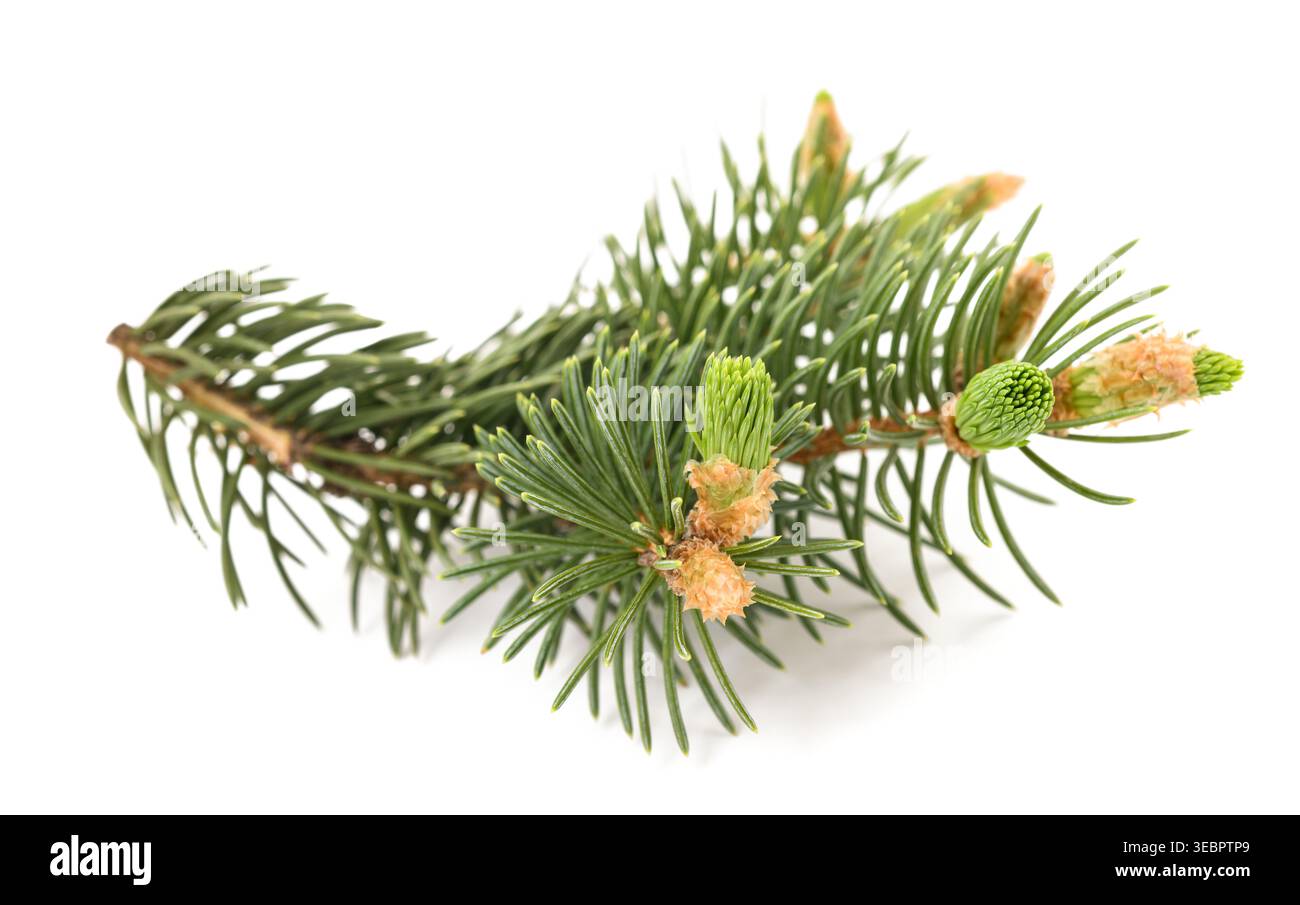 Spruce branch  isolated on white Stock Photo