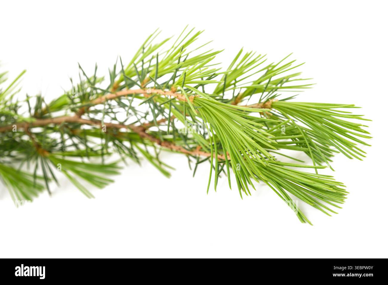 Cedrus deodara branch isolated on white Stock Photo