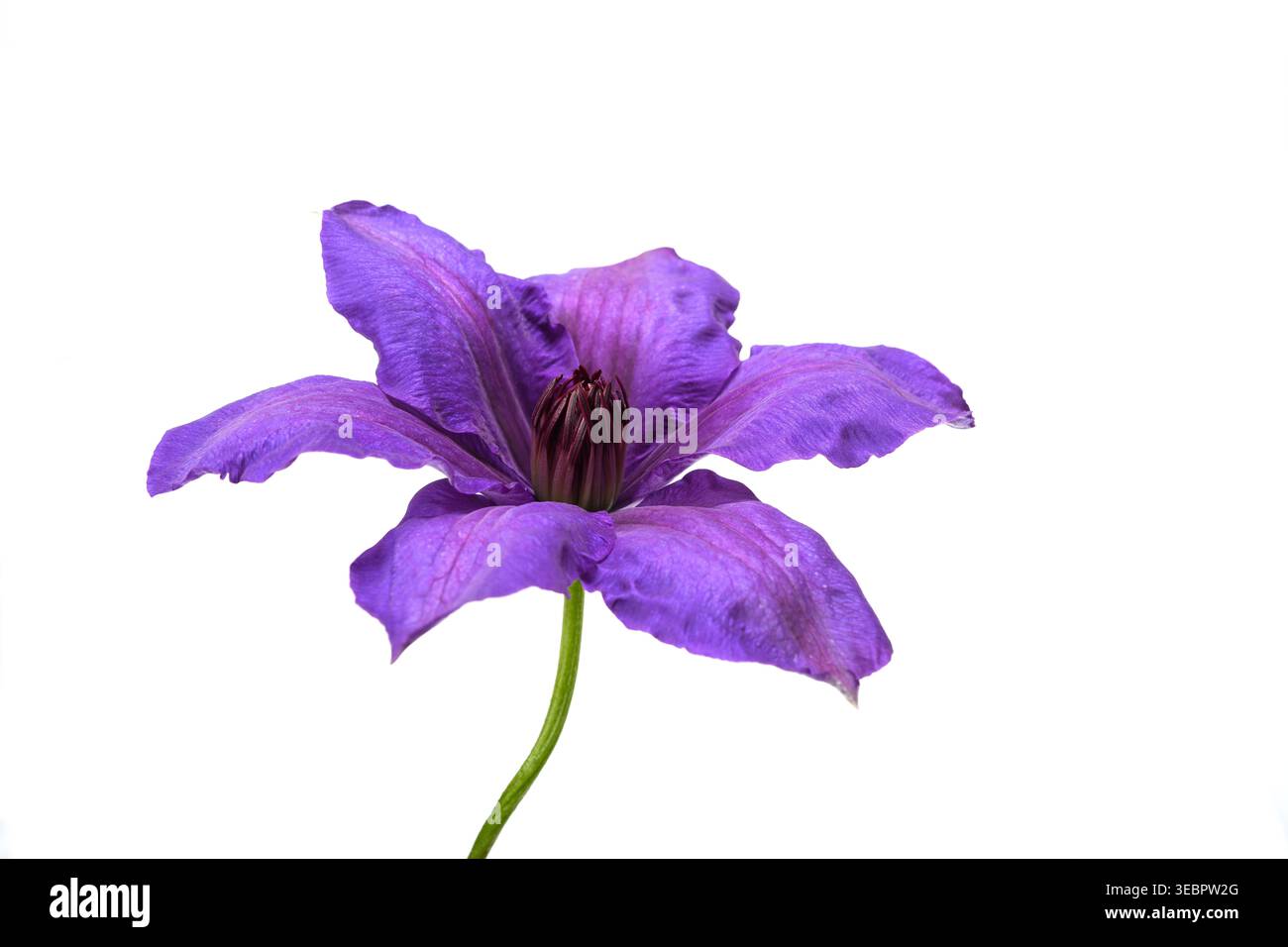 Clematis flower  isolated on white background Stock Photo