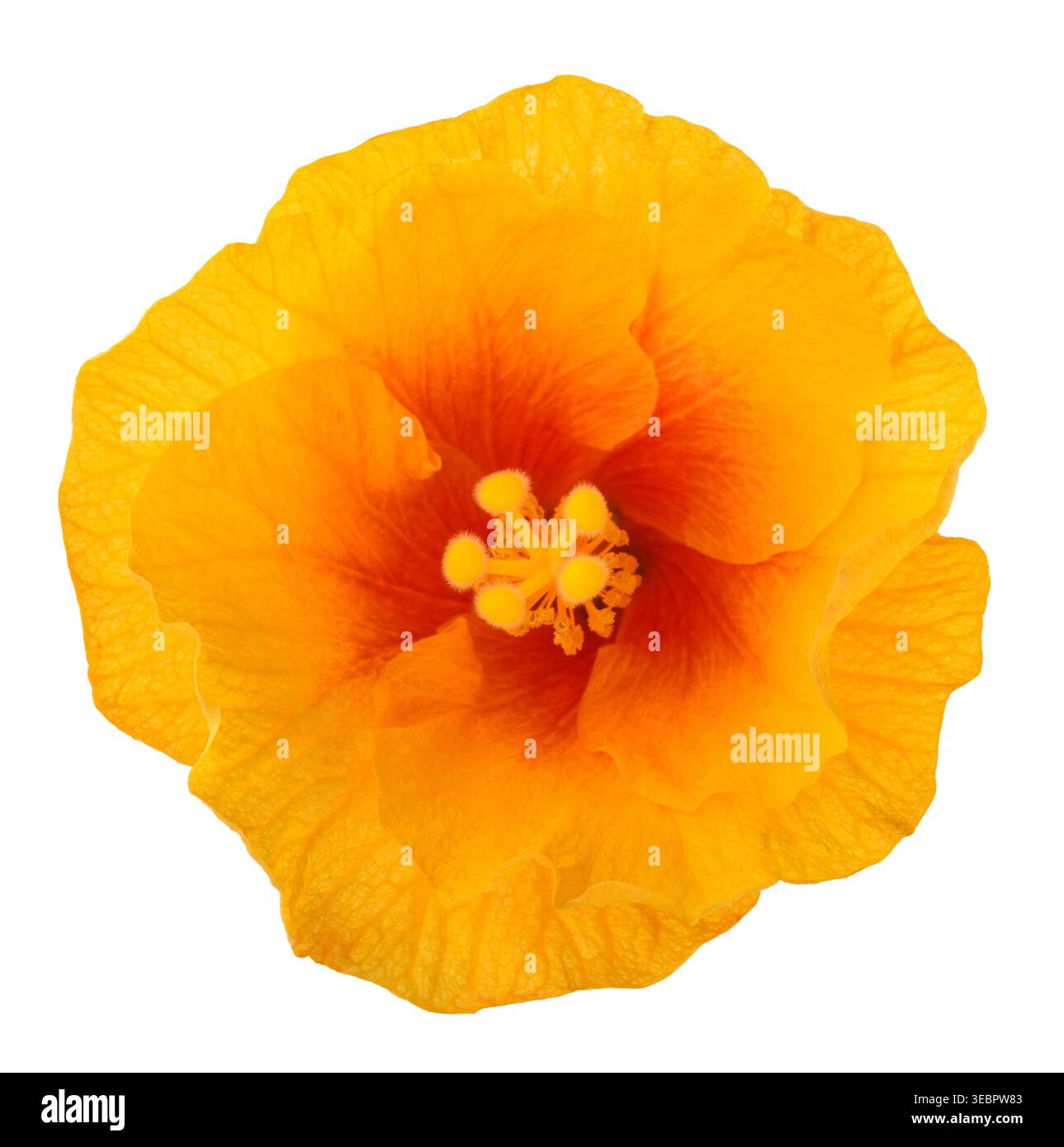 Hibiscus flower  isolated on white background Stock Photo