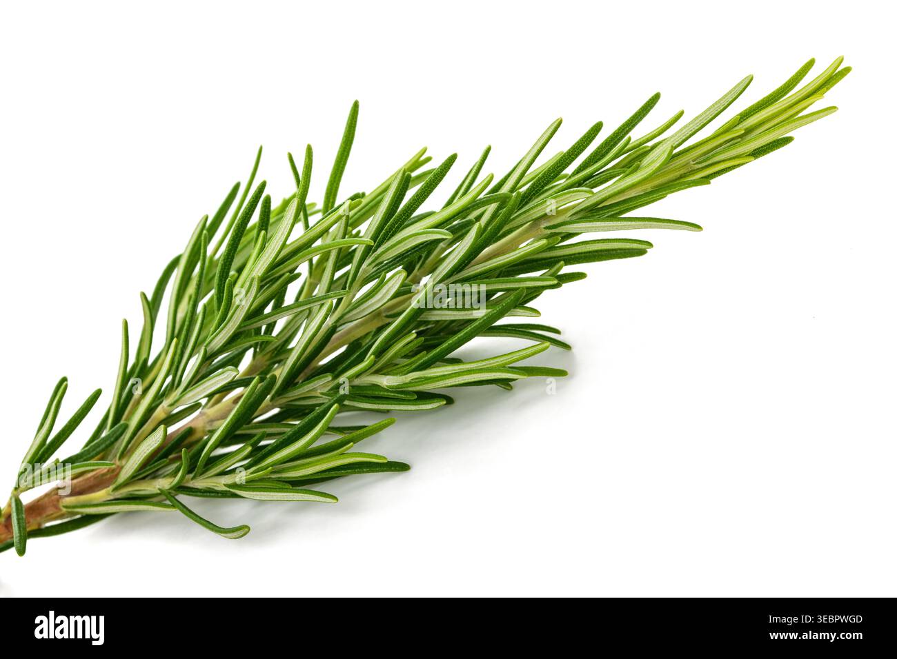Fresh Rosemary sprig isolated on white background Stock Photo