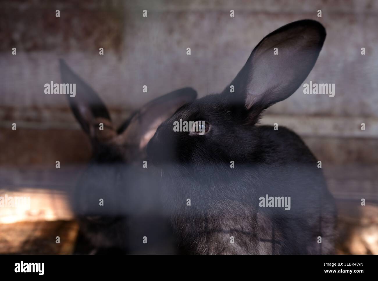 Black Rabbits in Cage on Farm Stock Photo