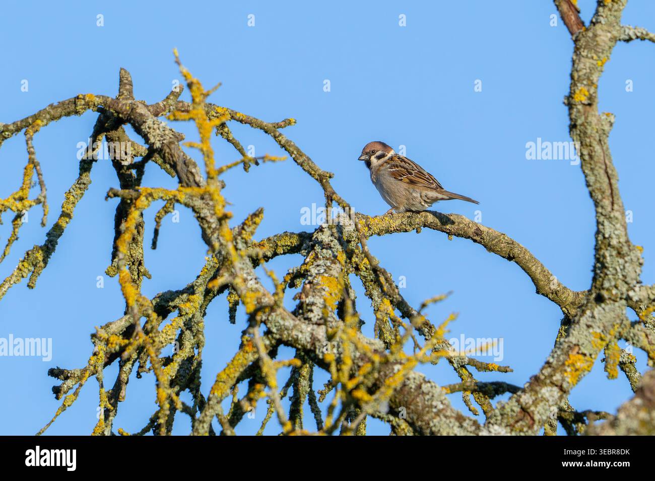 Eurasian tree sparrow (Passer montanus) adult perched in tree in orchard in spring Stock Photo