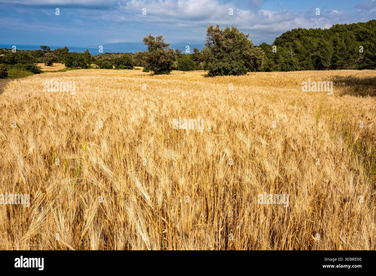 Cyprus Crops Golden crop of barley growing in the Akamas National Forest Park ...