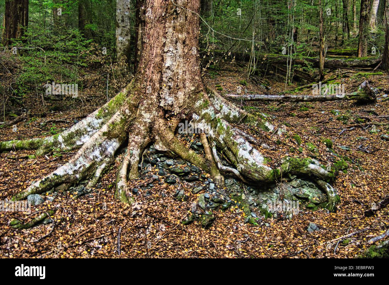 Notofagus hi-res stock photography and images - Alamy