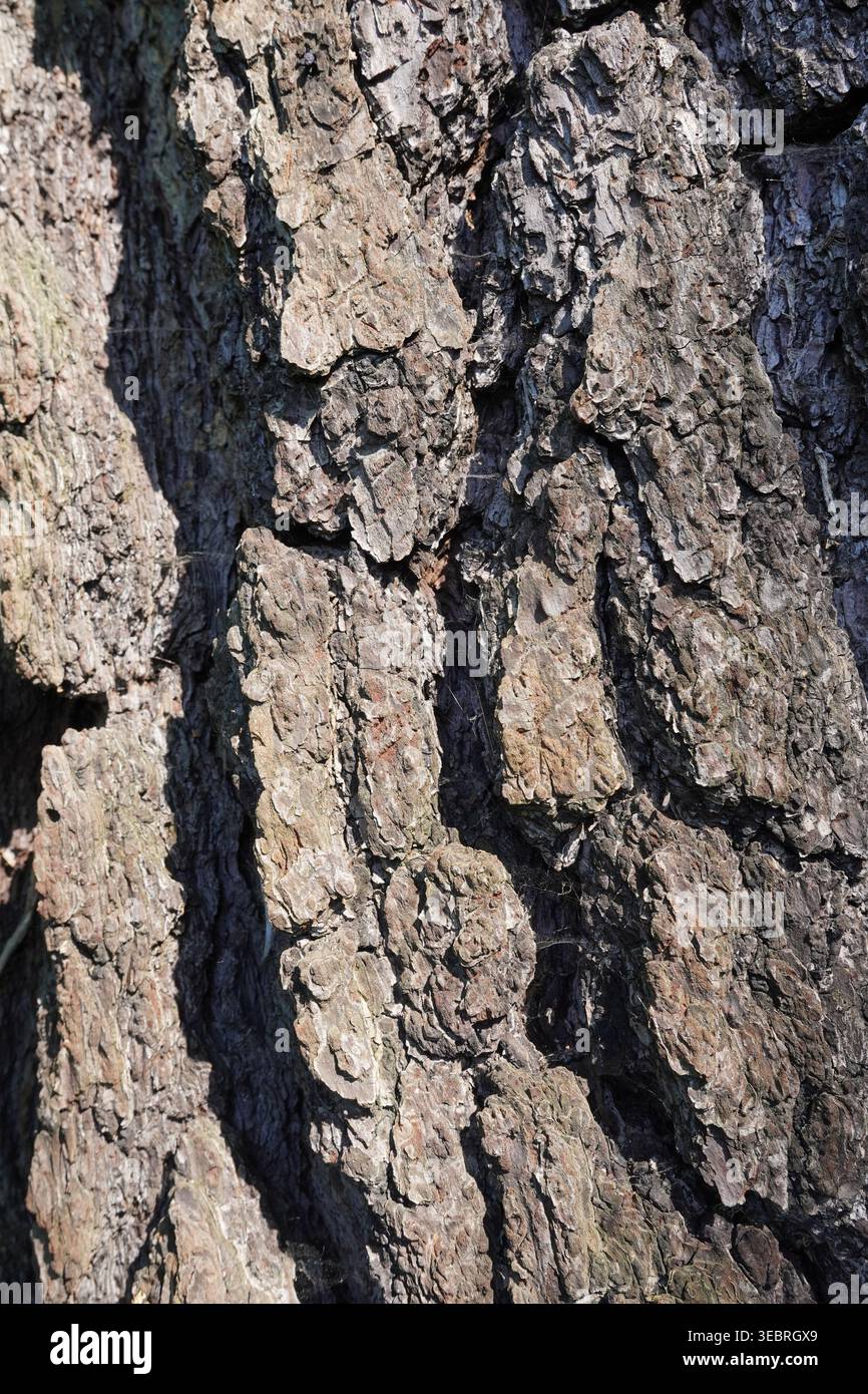 pine tree bark textured background. nature wood tree trunk Stock Photo