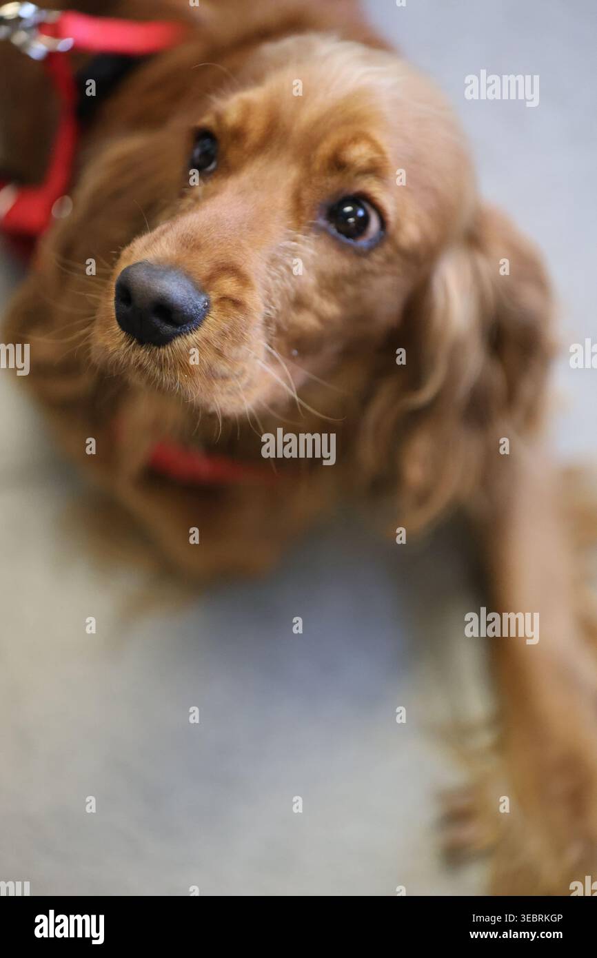 Brown Cocker Spaniel Dog Lying Down Looking Up Stock Photo