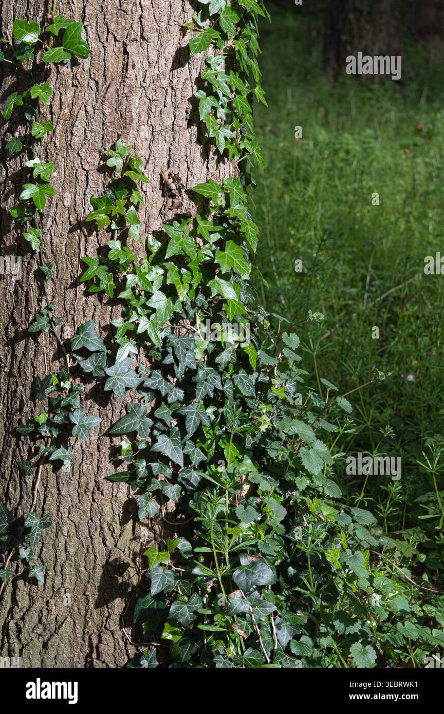 Peaceful forest depiction highlighting ecological harmony and vitality Stock Photo