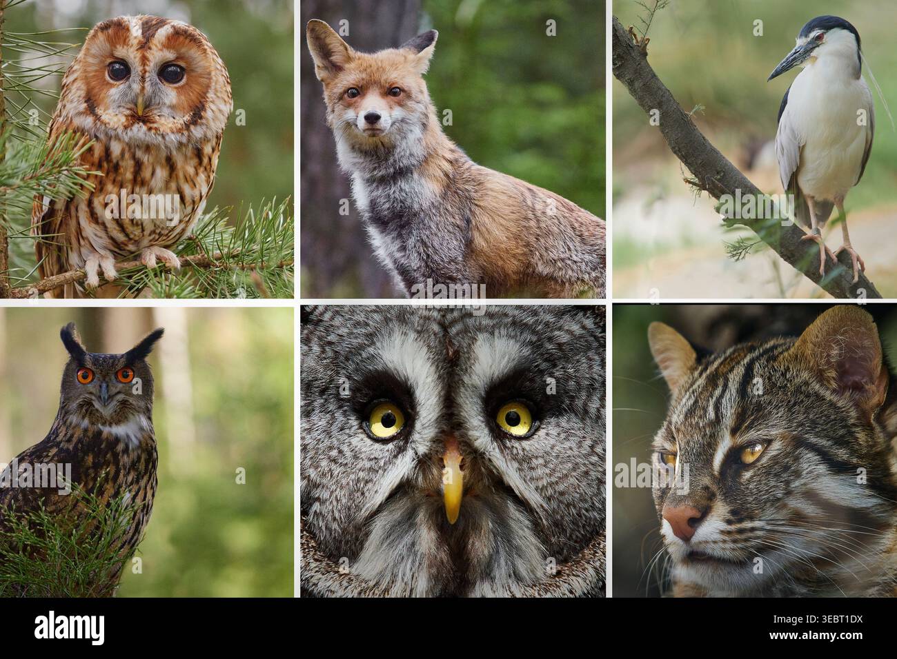 Wildlife collage featuring animal portraits in a natural environment ...