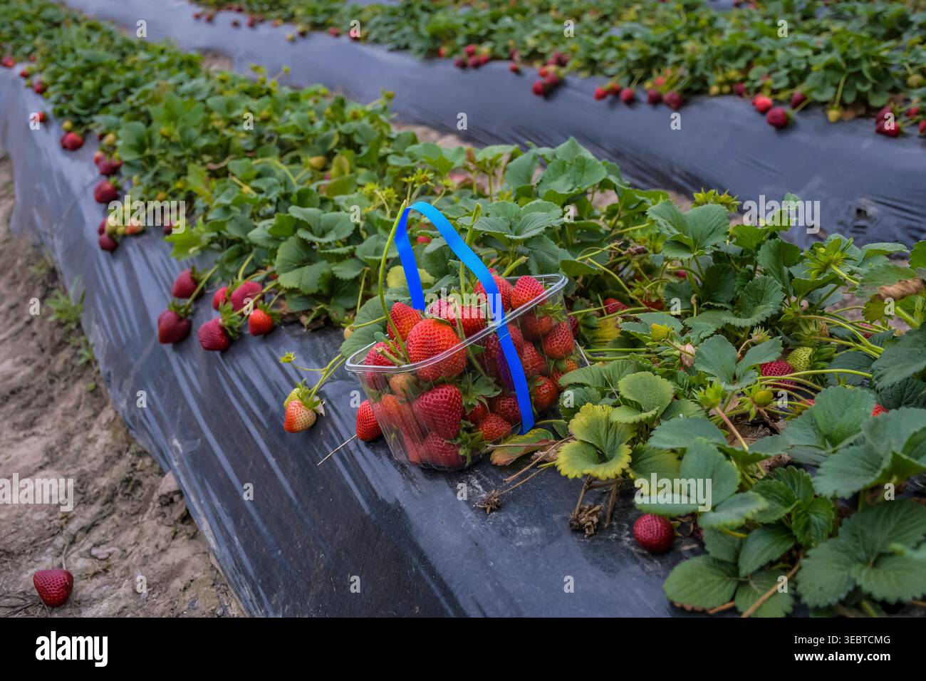 Strawberry picking at an organic strawberry farm in cape town South ...