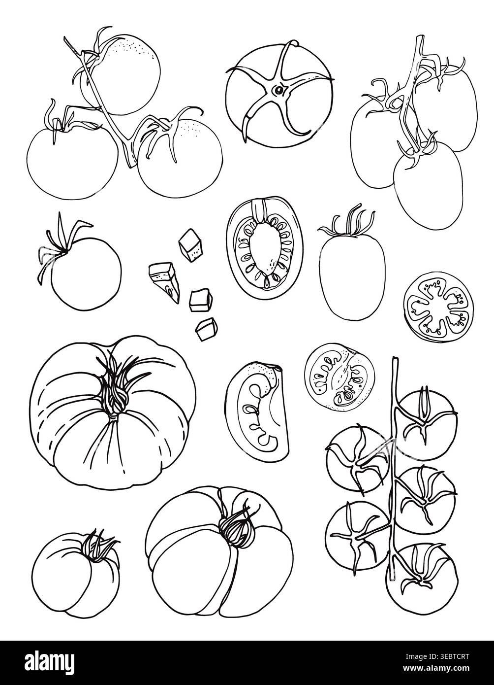 Vector sketch food. Tomatoes, cherry Stock Vector