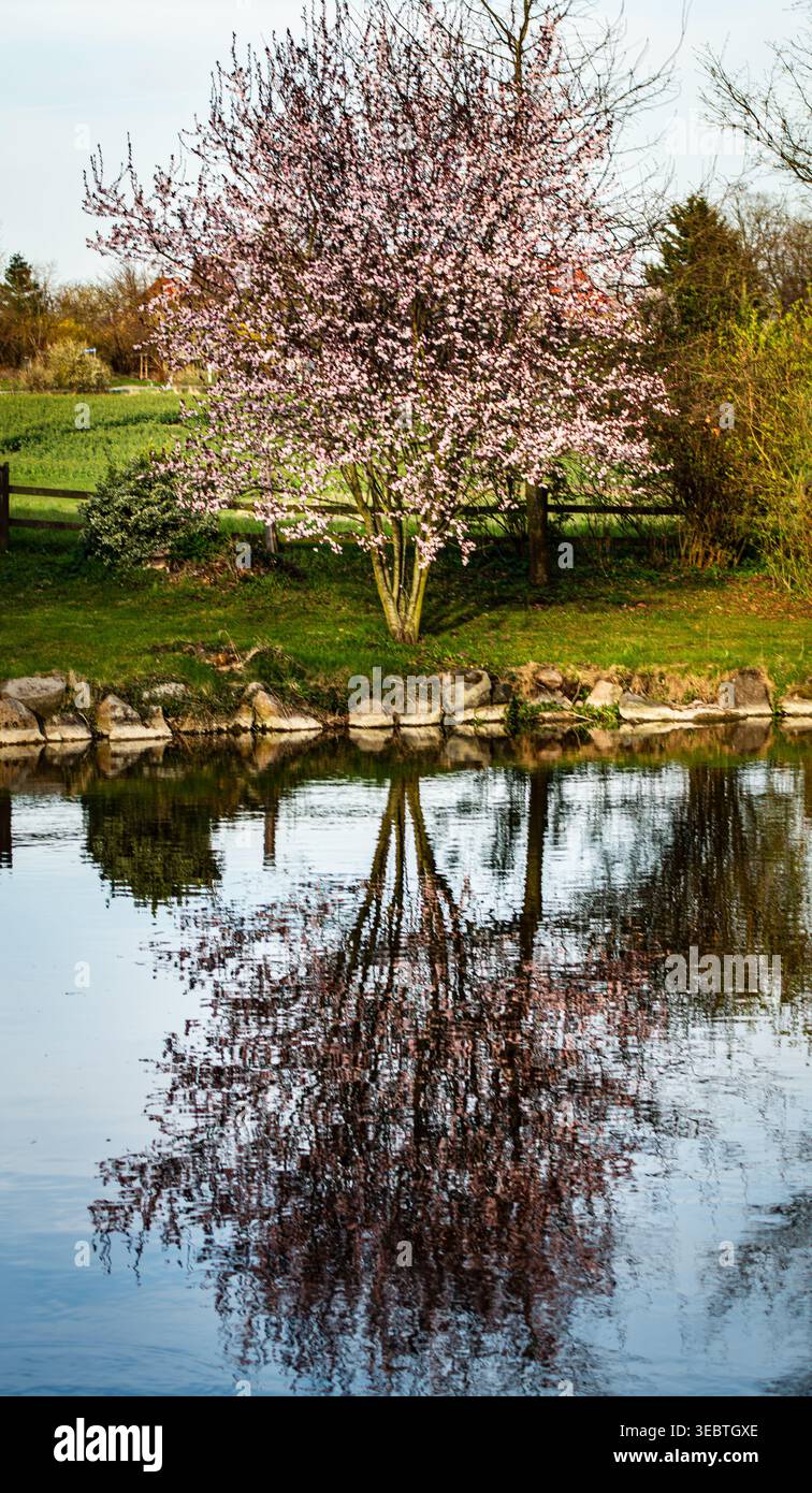 Pink cherry blossom tree reflected in calm pond water, spring garden Germany Stock Photo