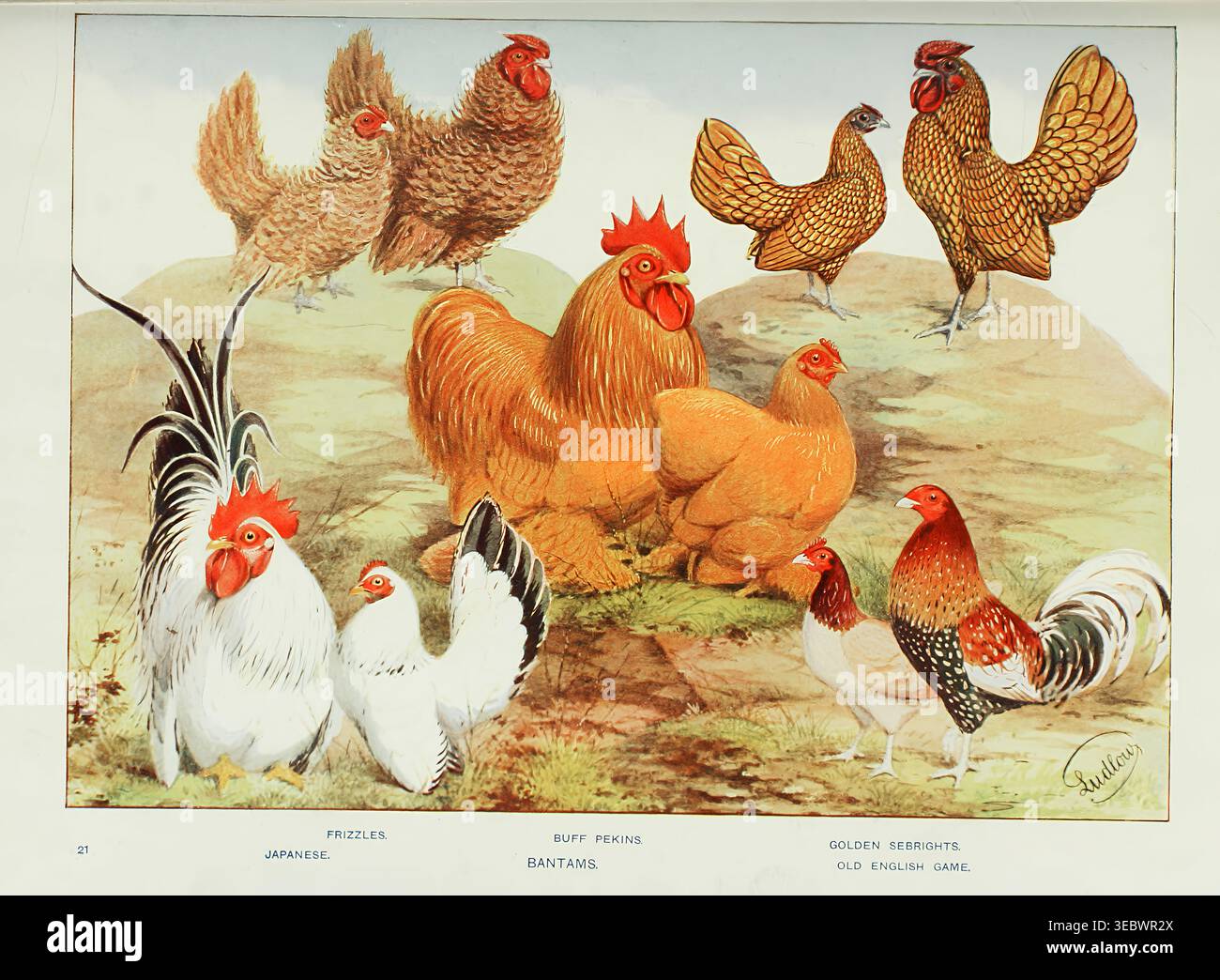 Diverse bantam chicken breeds including Frizzles, Japanese, Buff Pekins ...