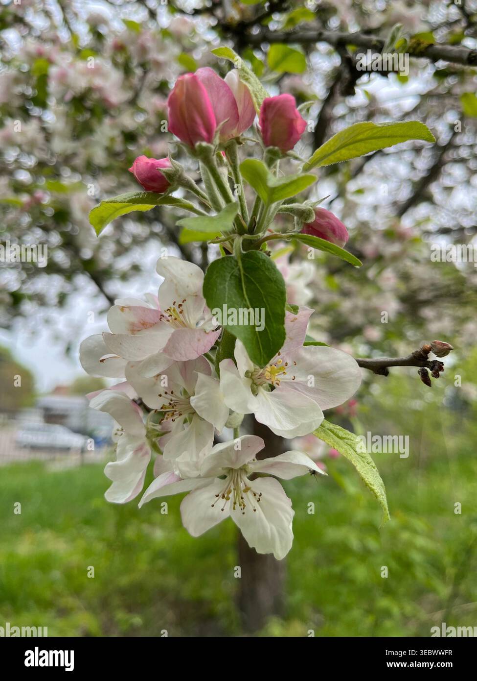 Blooming Apple Tree Branch with Pink Buds and White Flowers - Smartphone Captured Stock Image