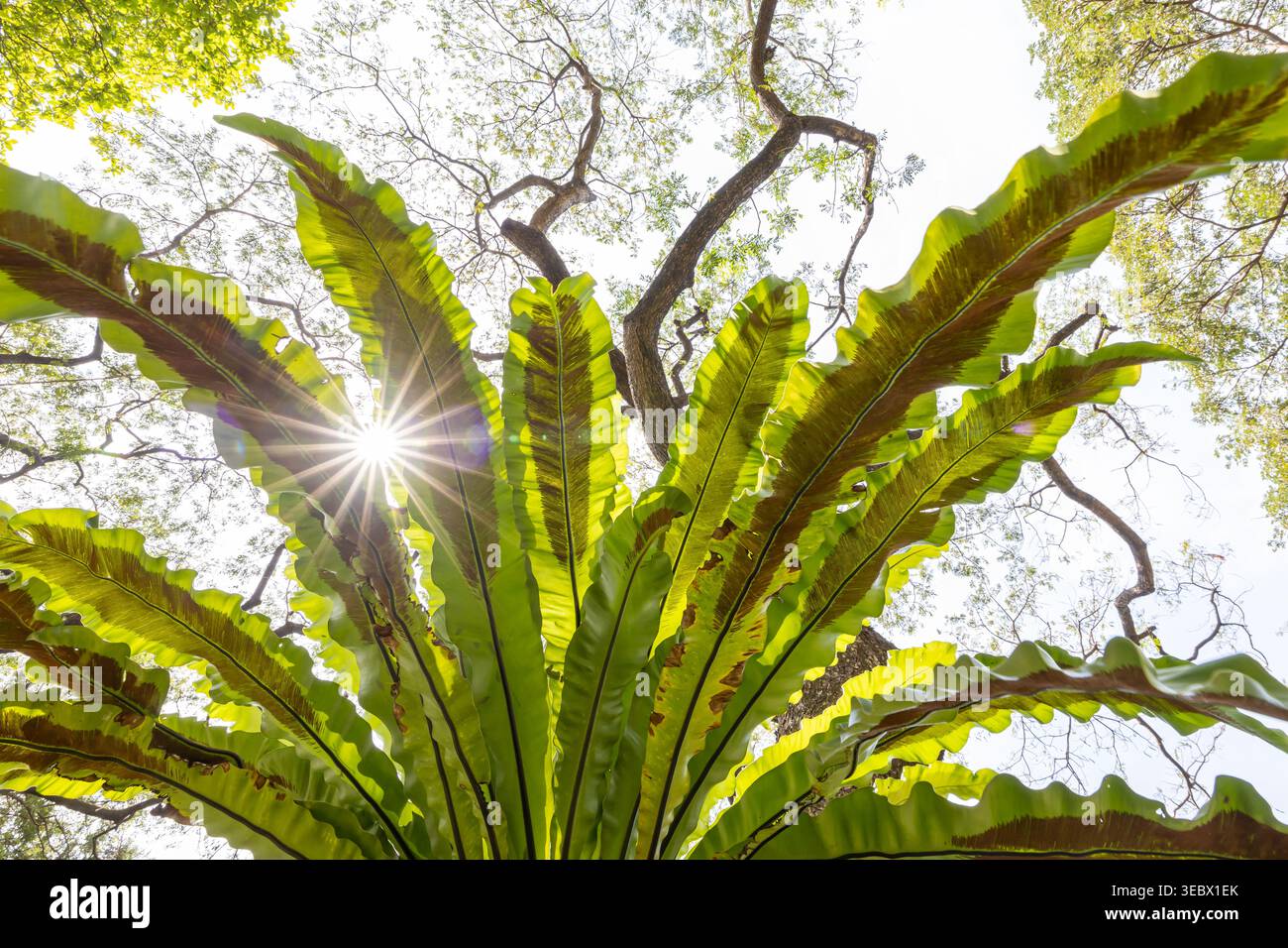 Birds nest ferns hi-res stock photography and images - Alamy