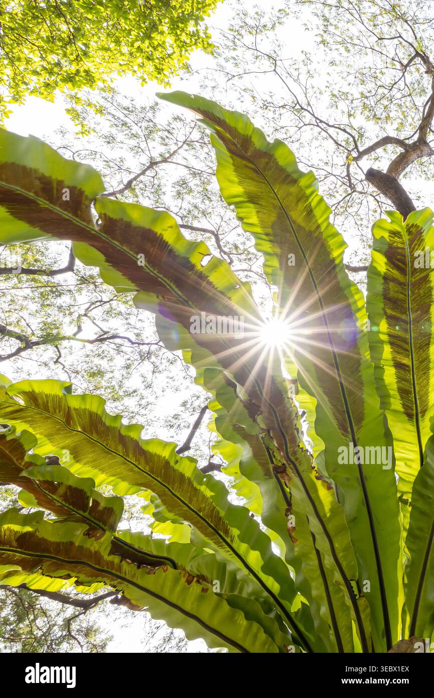 Birds nest ferns hi-res stock photography and images - Alamy