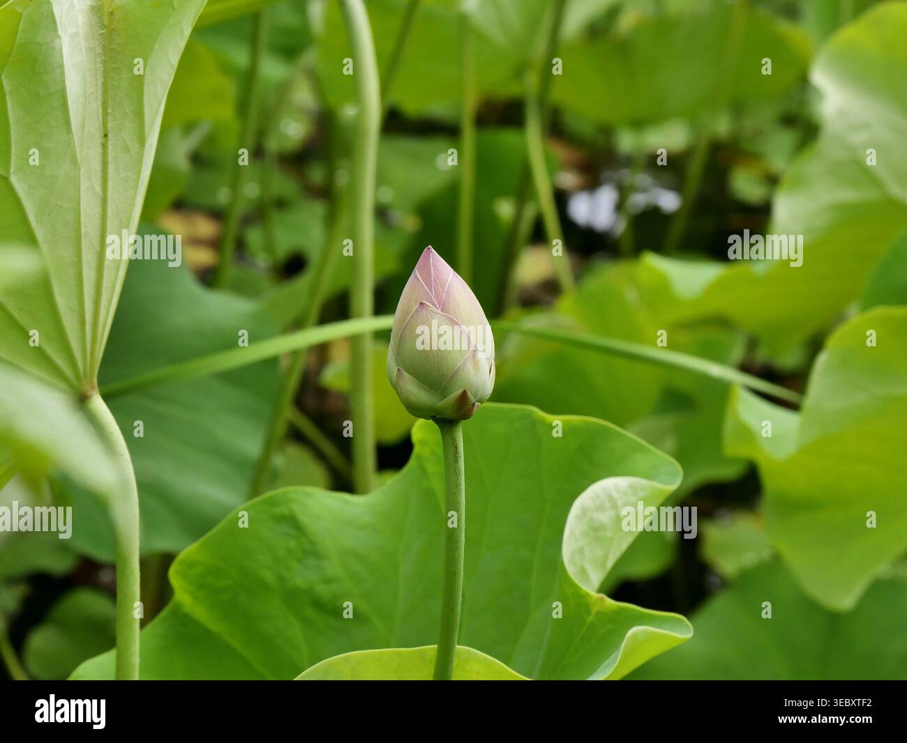 Unique lotus flower bud among green foliage. Botanical background of water garden Stock Photo