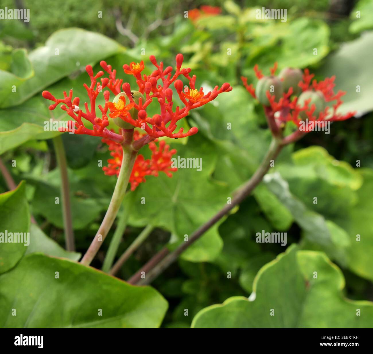 Buddha belly plant flowers hi-res stock photography and images - Alamy