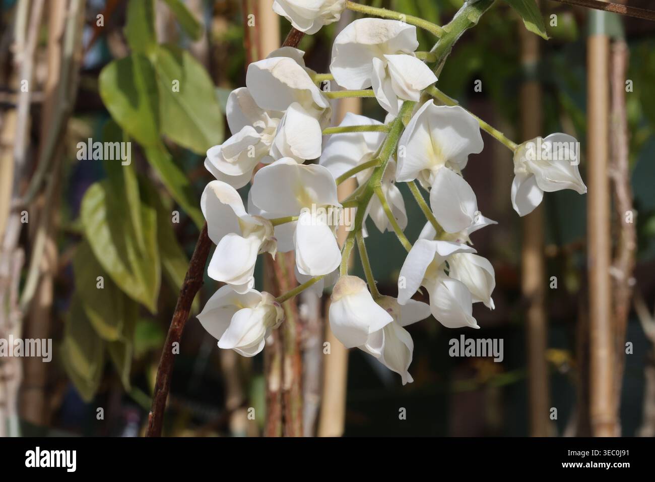 Wisteria brachybotrys f albiflora shiro kapitan hi-res stock photography  and images - Alamy