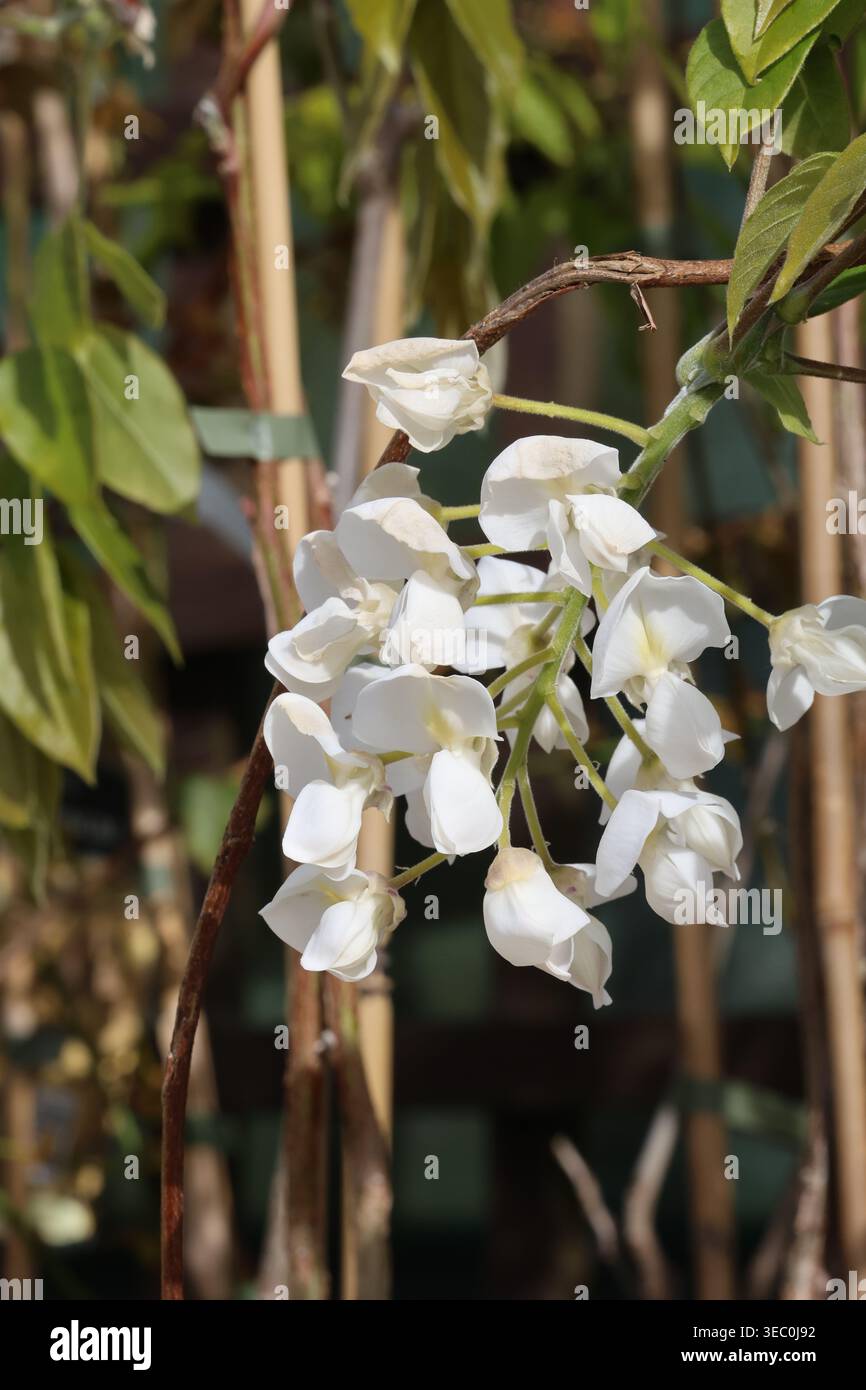 Wisteria shiro kapitan hi-res stock photography and images - Alamy