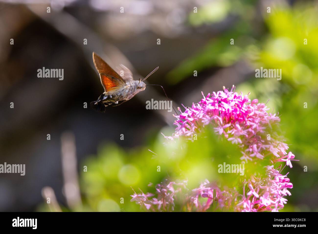 Hummingbird Hawkmoth feeding off Red Valerian during Summer. England ...