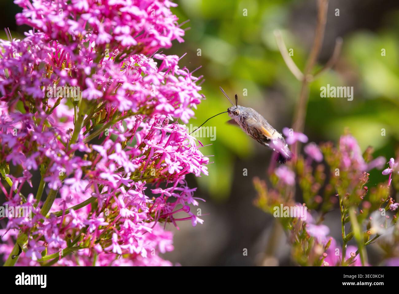 Hummingbird Hawkmoth feeding off Red Valerian during Summer. England ...
