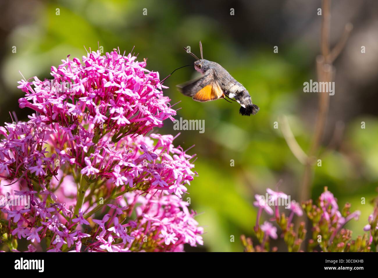 Hummingbird Hawkmoth feeding off Red Valerian during Summer. England ...