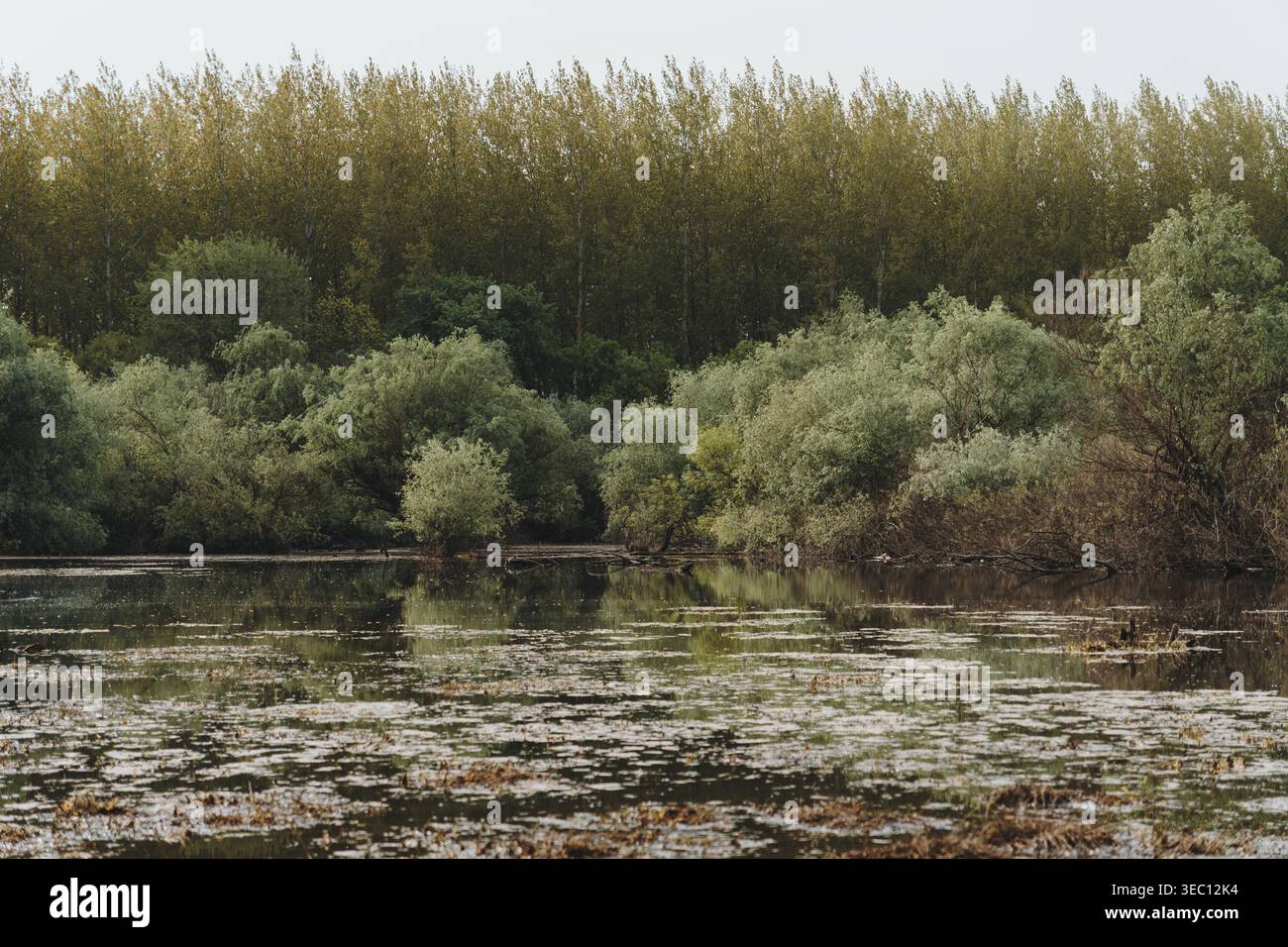 Calm spring wetland reflects dense forest and shrubs in the Belgrade ...