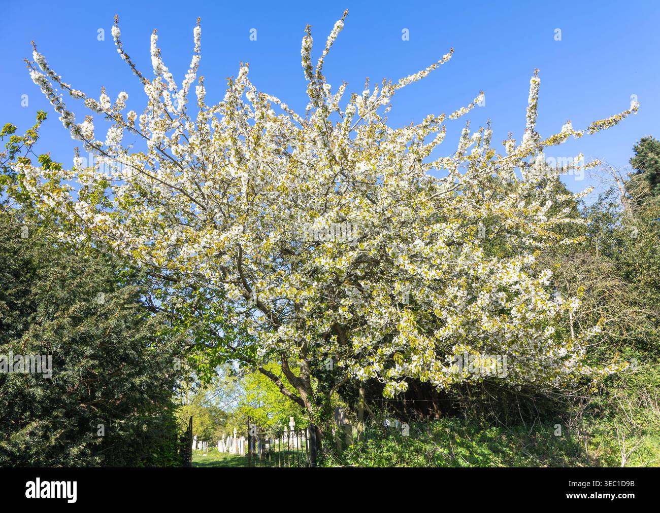 Flowering Wild cherry tree, Prunus avium,  also called Sweet cherry, Shottisham, Suffolk, England, UK Stock Photo