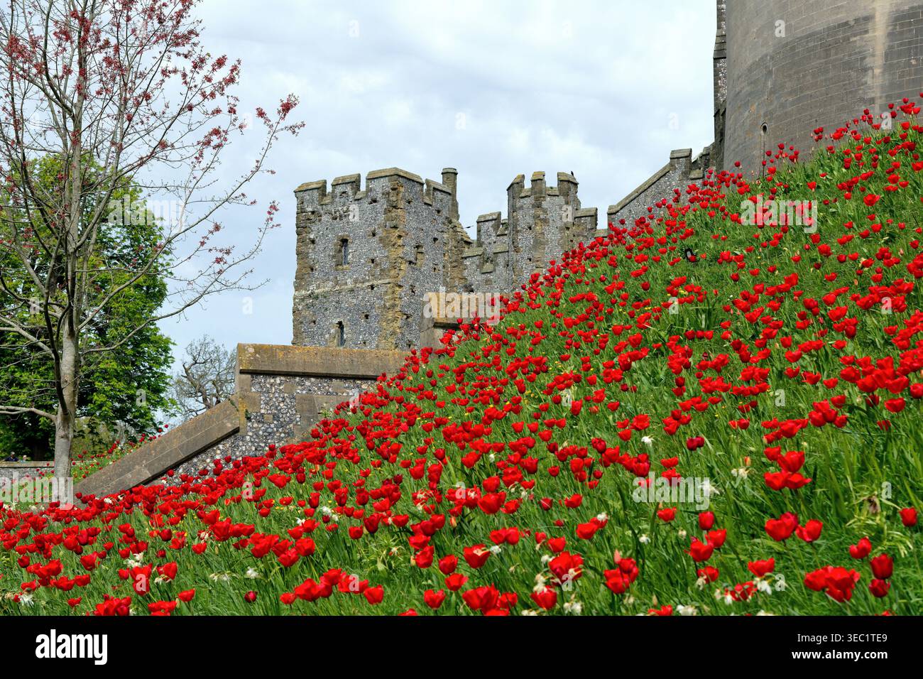 Arundel castle during the spring tulip festival West Sussex England UK Stock Photo