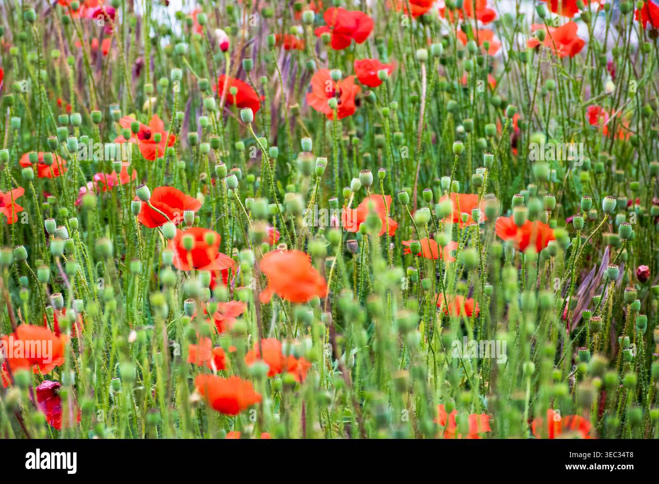 wild red poppies in the grassy field. low angle shot. narrow telephoto view. remembrance symbol. natural floral background. scenic countryside field p Stock Photo