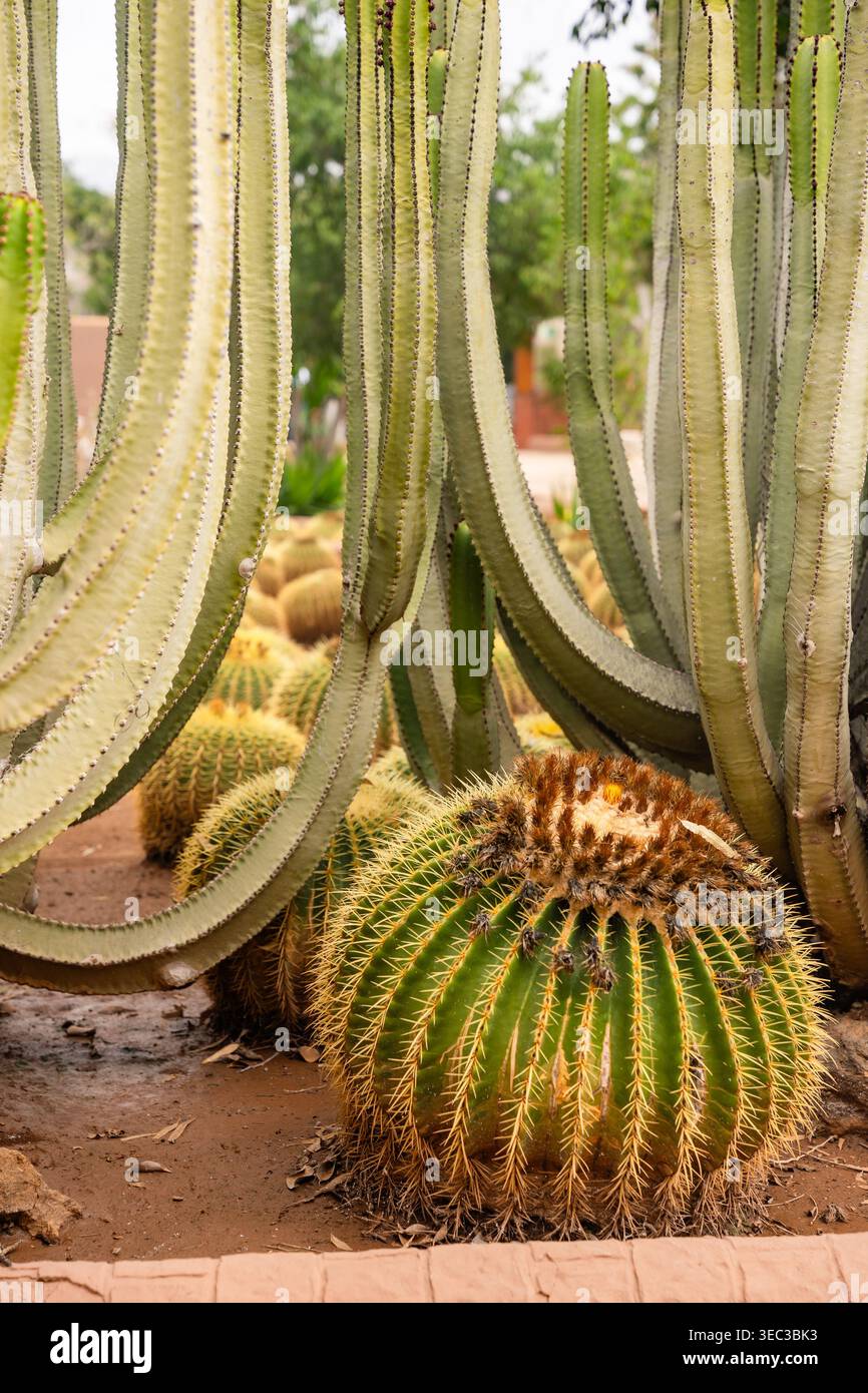 elefantenfu umtopfen Elefantenfuss | Beaucarnea recurvata