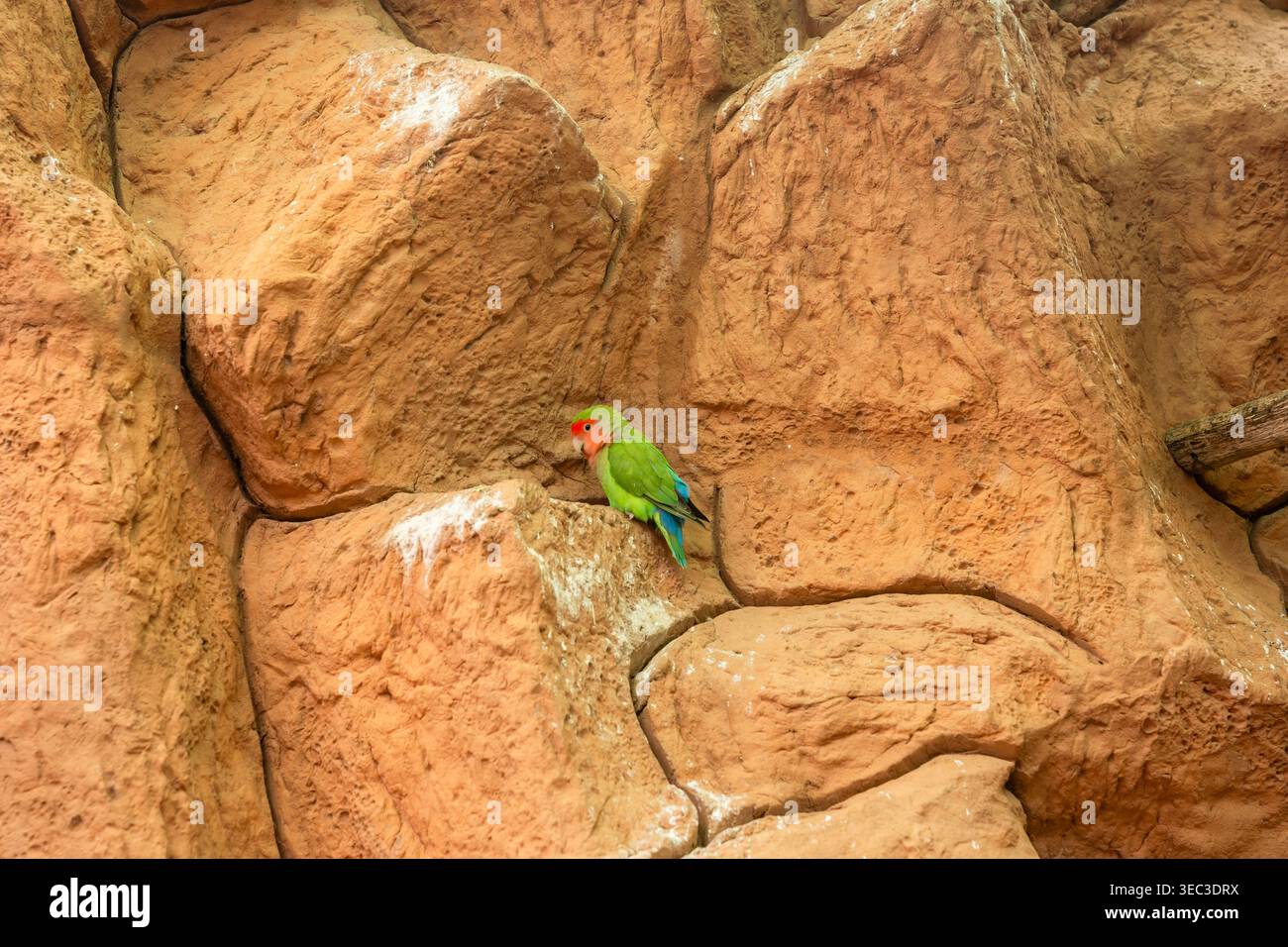 Parrot sitting on the yellow stoned wall Stock Photo