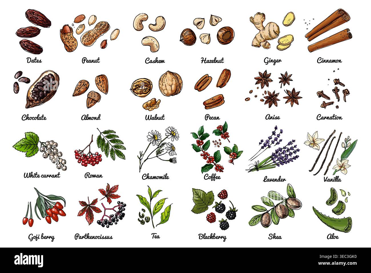Vector food icons of nuts, berries, herbs. Colored sketch of food products. Dates, peanuts, chocolate grains, almonds Stock Vector