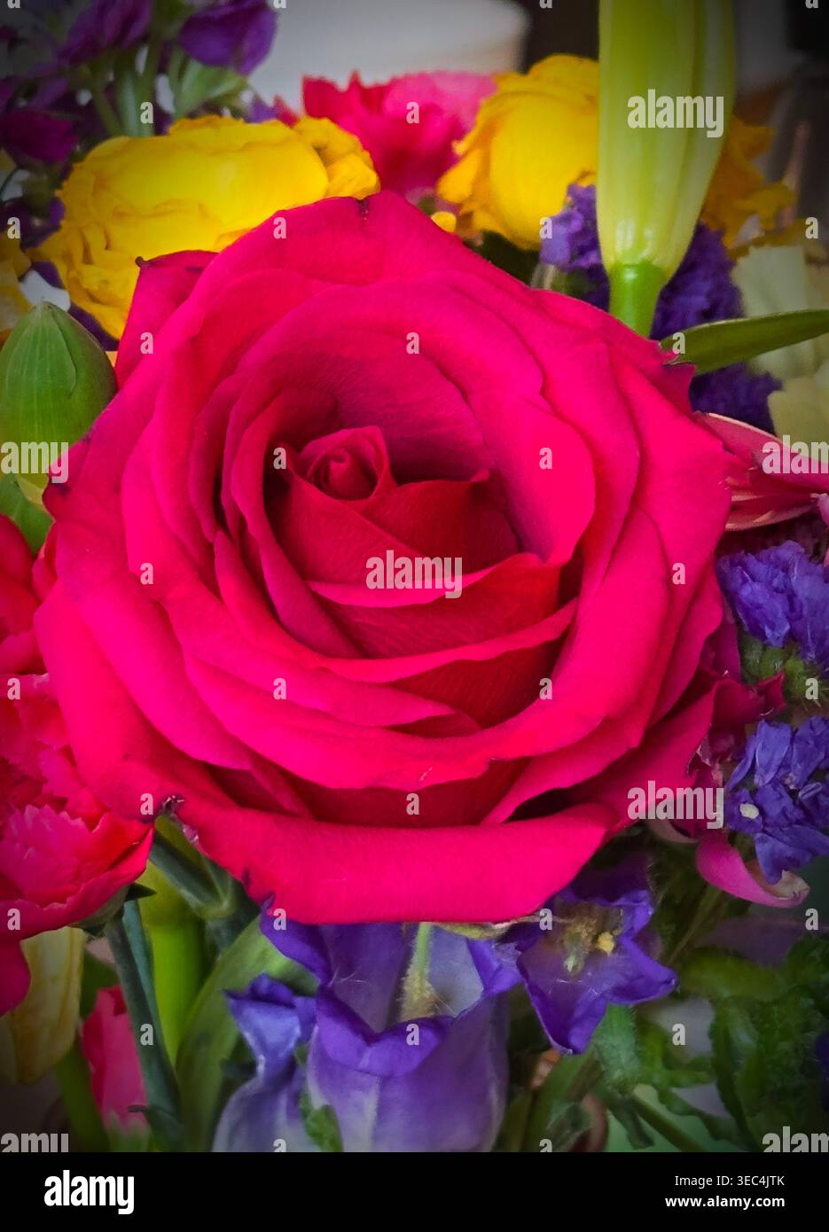 A fresh Red Rose in an indoor center. Stock Photo