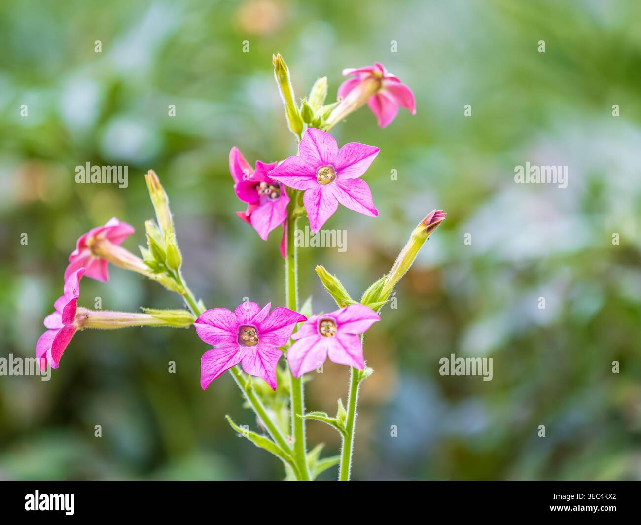 Nicotiana tobacco plants plant natural hi-res stock photography and images 