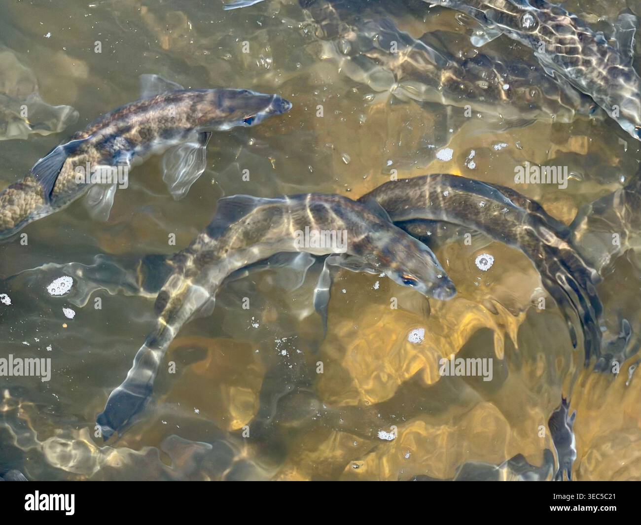 Alewife herring swimming on a fish ladder in Stony Brook, Brewster, Massachusetts - Smartphone Captured Stock Image