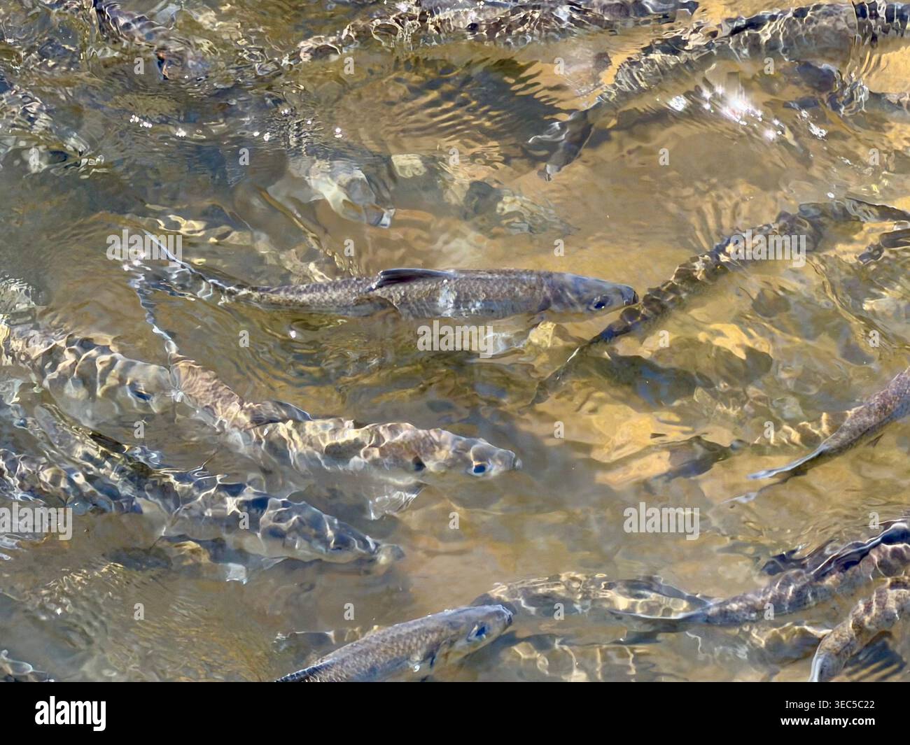 Alewife herring swimming on a fish ladder in Stony Brook, Brewster, Massachusetts - Smartphone Captured Stock Image