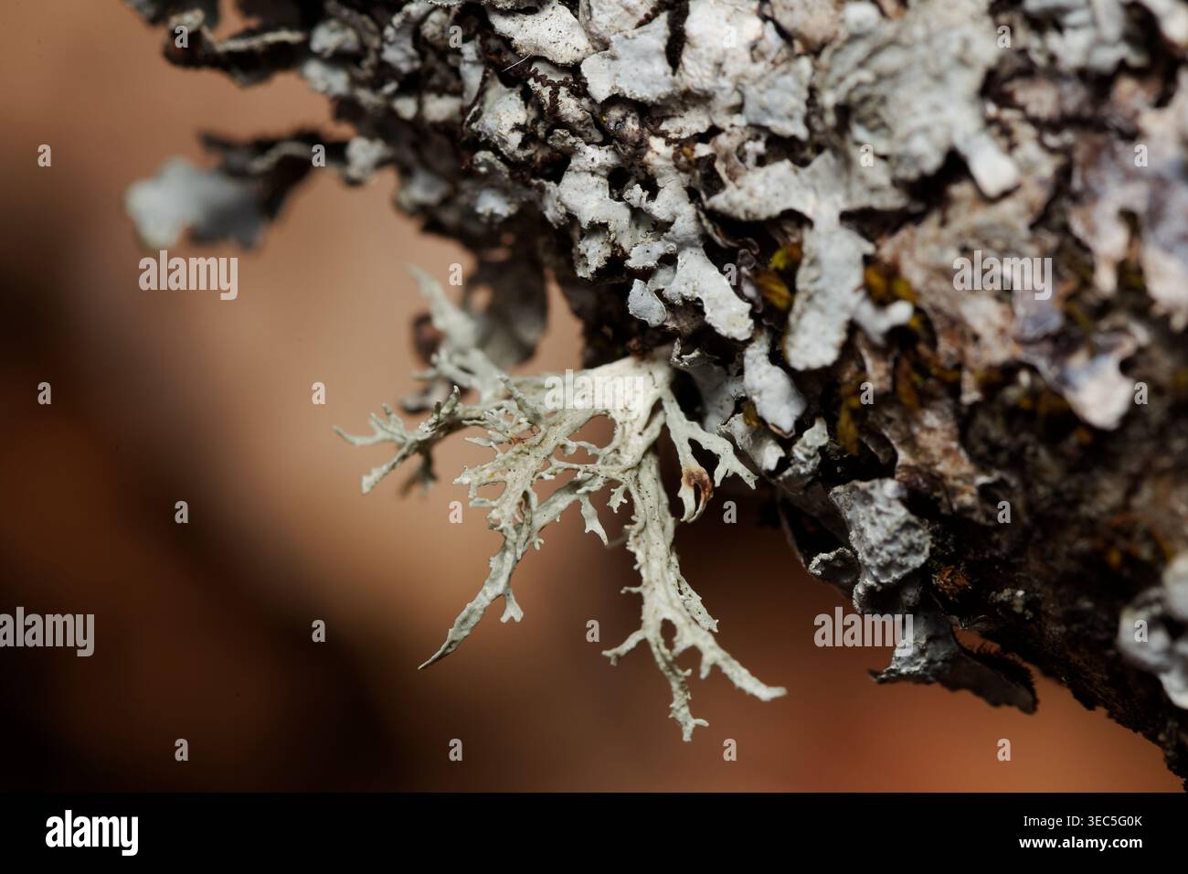 Ramalina farinacea lichen on a tree branch Stock Photo