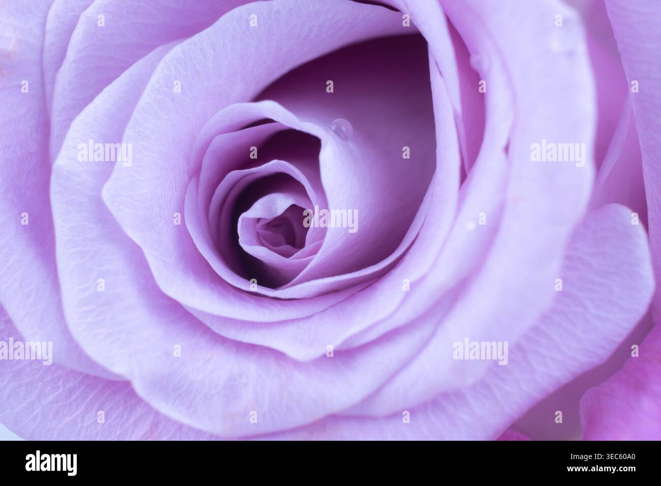 Purple Roses Closed Extreme close up of purple rose petals with water droplets, soft focus ...