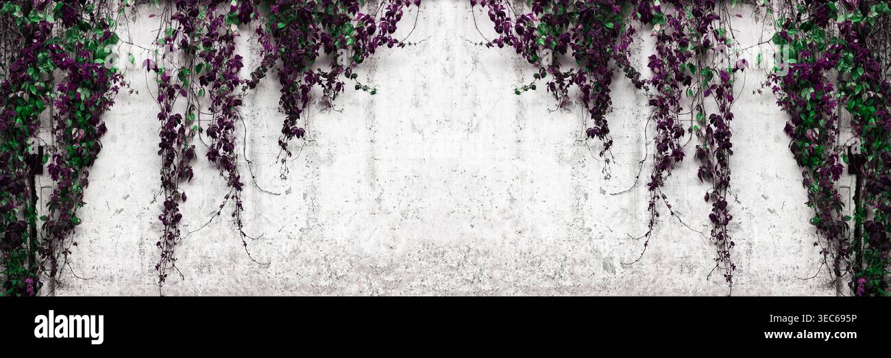 Wide old white painted concrete wall with Virginia creeper vines. Vintage panoramic banner background. Stock Photo