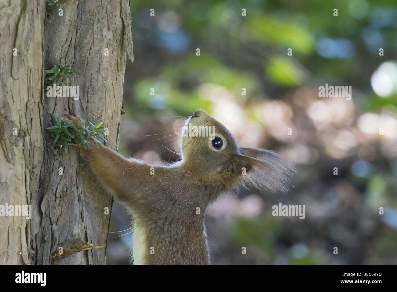 A squirrel (Sciurus vulgaris) gazes intently at the sky while hanging from a tree trunk, Hesse, Germany Stock Photo