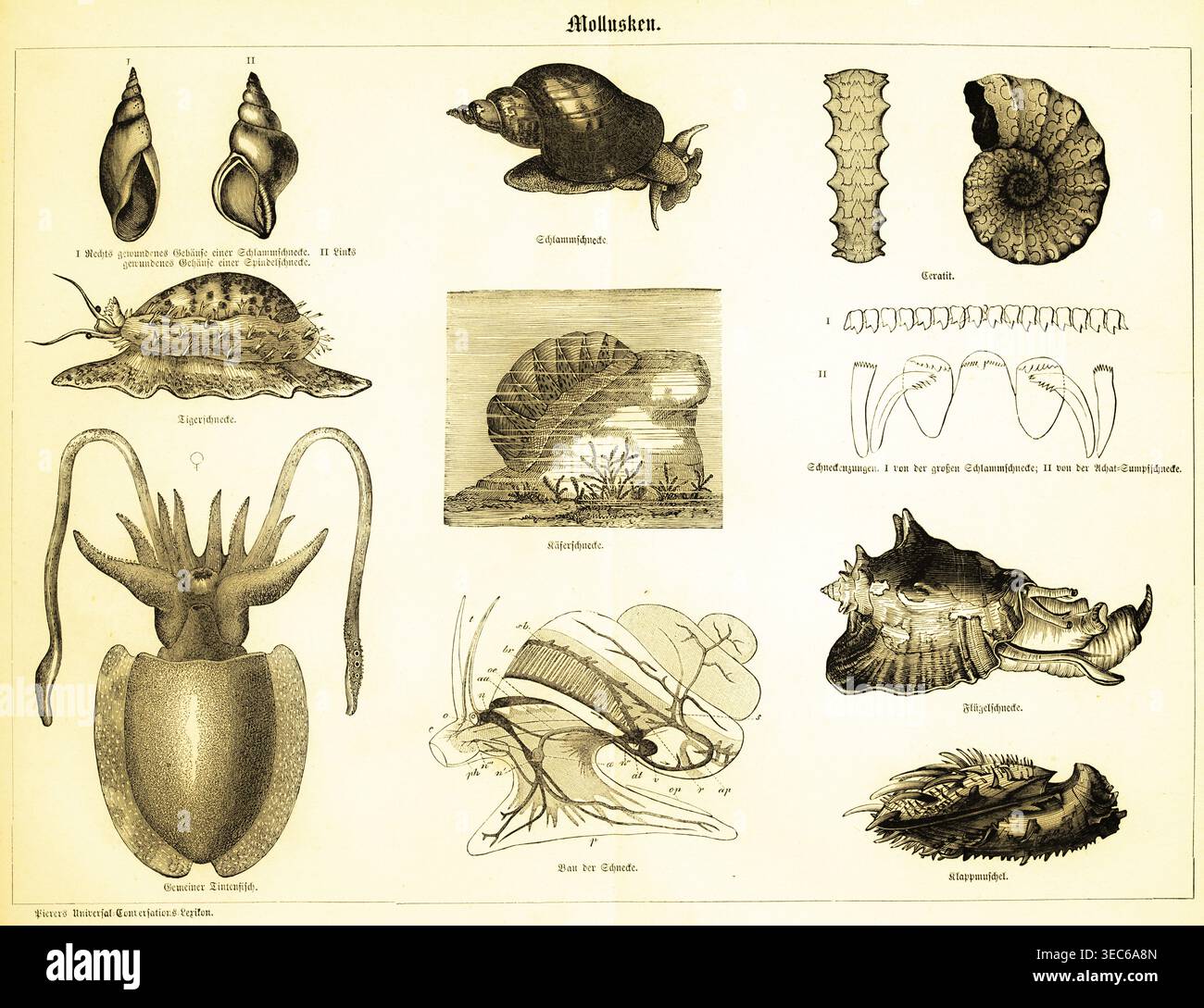 Molluscs, types of snail, coiled shell of a mud snail (I) and a spindle ...
