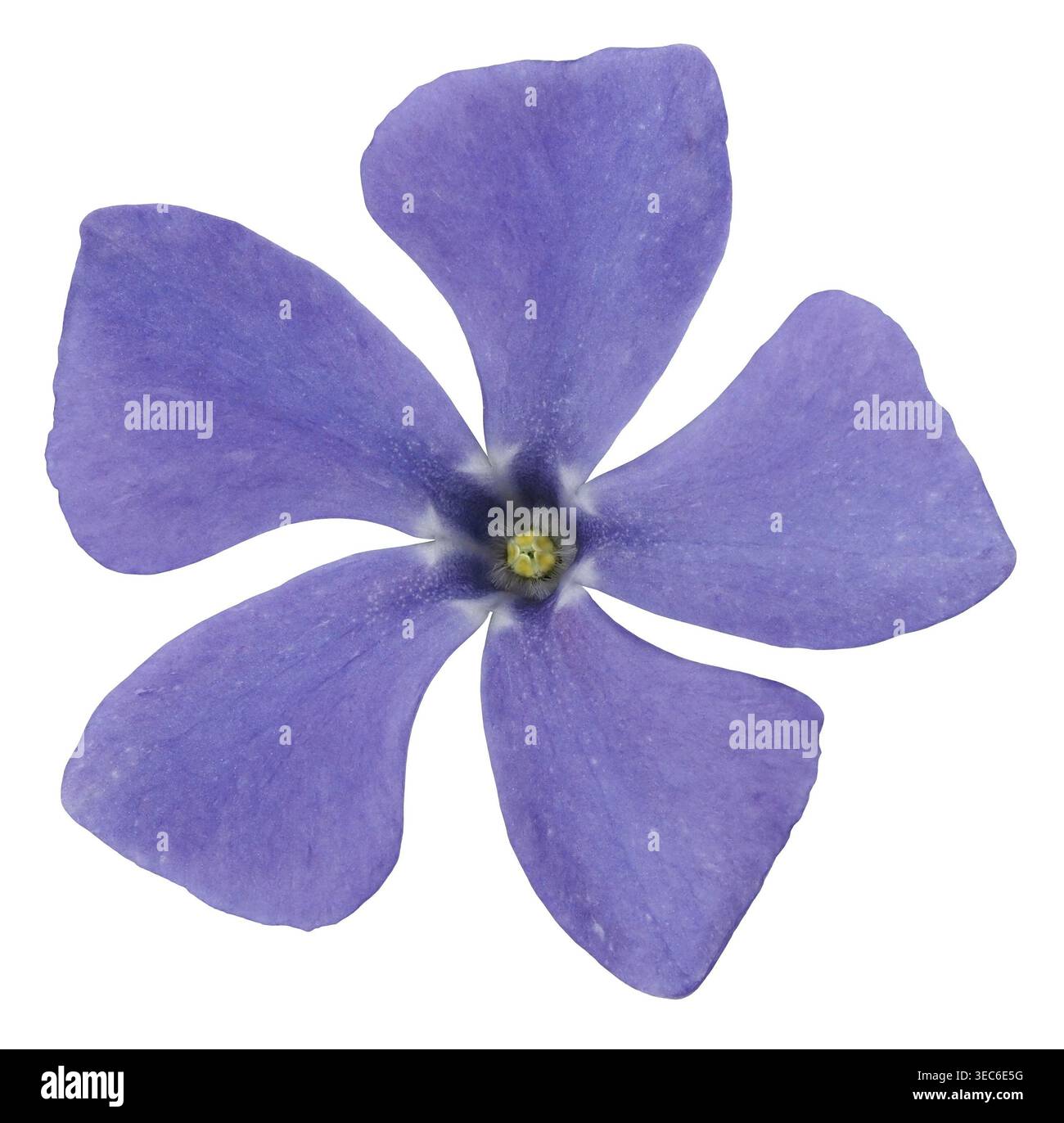 Lesser periwinkle flower isolated on white background Stock Photo - Alamy