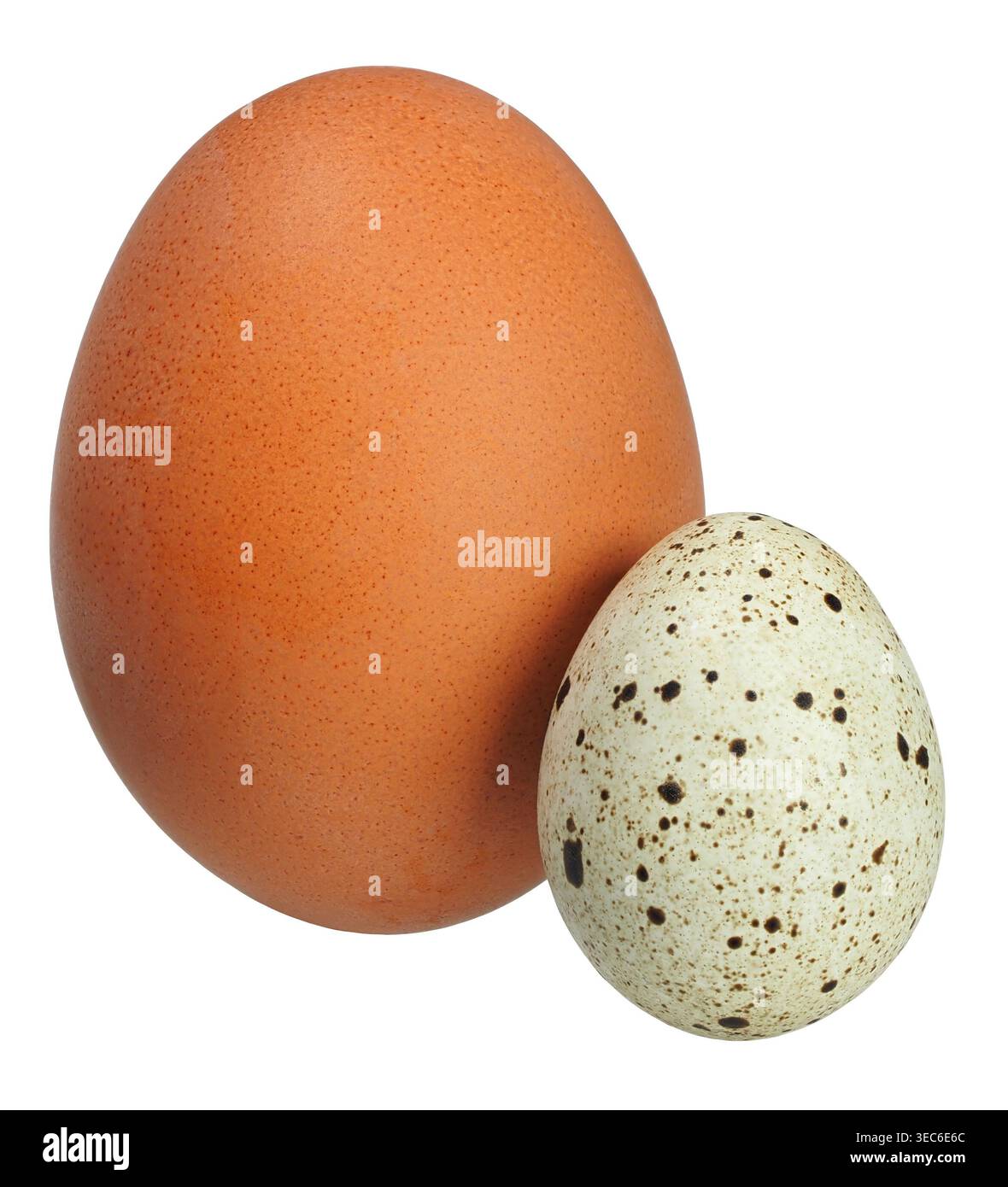 Quail egg and chicken egg isolated on white background Stock Photo