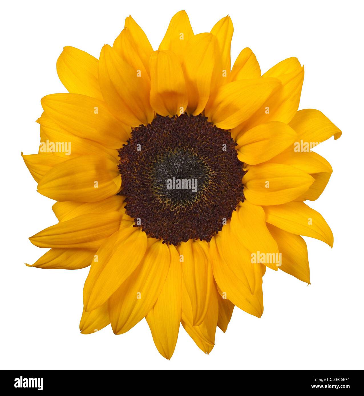 Sunflower isolated on white background Stock Photo